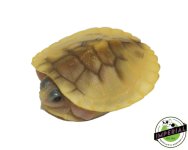 caramel-red-earred-slider-turtle-for-sale.jpg
