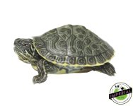 heiroglyphic-cooter-turtles-for-sale.jpg