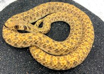 EgyptianFalseCobra.jpg