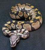 2021 1.0 Scaleless Poss Echi Pastel (2).jpg