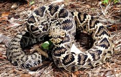 rattlesnake_2022_01.jpeg