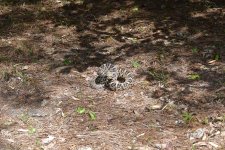 rattlesnake_2022_02.jpeg