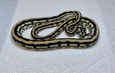 IMG_3519.jpg