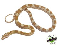 butter-cornsnakes-for-sale.jpg