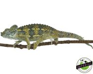high-casqued-chameleon-for-sale.jpg