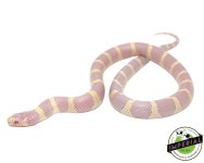 albino-cal-kingsnake-for-sale.jpg