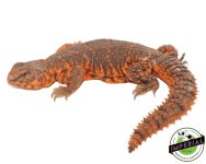 Red-Uromastyx-for-sale.jpg