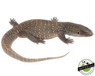 adult-savannah-monitor-for-sale.jpg