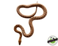 spotted-python-for-sale.jpg