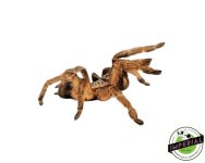 unicorn-horn-baboon-tarantula-for-sale.jpg