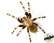 brazilian-red-and-white-tarantula-for-sale.jpg