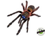 blue-fang-skeleton-tarantula-for-sale.jpg