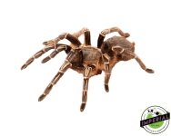 chaco-goldenknee-tarantula-for-sale.jpg