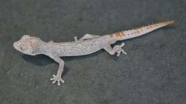 S. ciliaris 2021 013.jpg