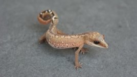 Cat gecko 2021 007.jpg
