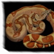 Summit Reptiles