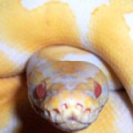 PythonWallace