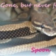 Pink Lady Exotics