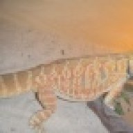 dragonsman32