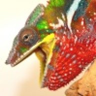 norcalCham