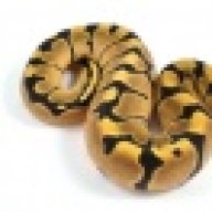 CoopersConstrictors