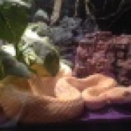 Snakelover48
