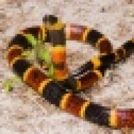 herpguy101