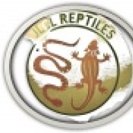 CCReptiles
