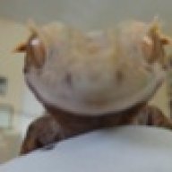 LizardKing777