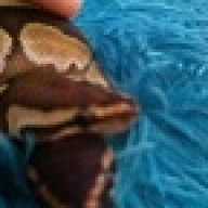 PlatinumRosePythons