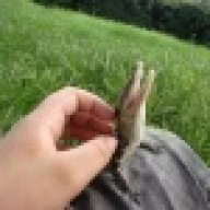 RegenerationReptiles