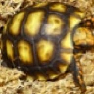 turtletary
