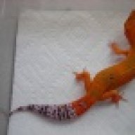 SnakeSmith