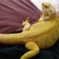 Gillo'sGecko's