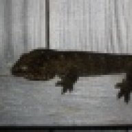Rhaczilla