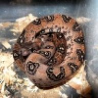 leoboa91