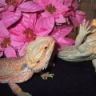 Desert Dragons