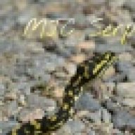 mjcballpythons