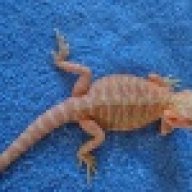 ktsbeardies