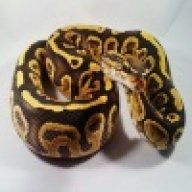 SGBReptiles