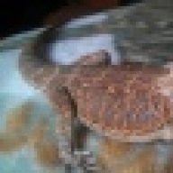 Ragelesspanda