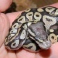 reptile_man45