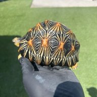 radiata