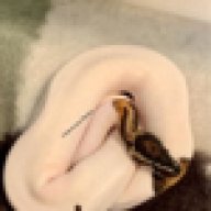reptilepanda