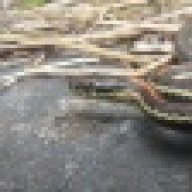 T. ordinoides