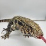 Ackerman Exotics