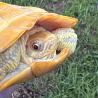 Cowabunga Turtle&Tortoise