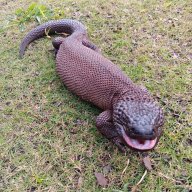 Waterdragon