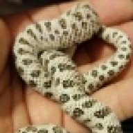 jandsreptiles