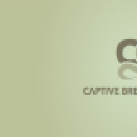 csreptiles